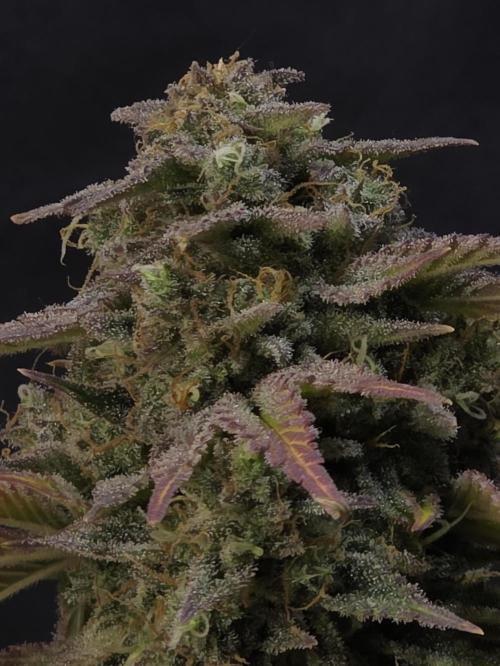 Slamberry - Speedrun Seeds. Week 12