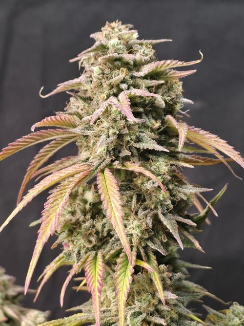 Slamberry - Speedrun Seeds. Week 12