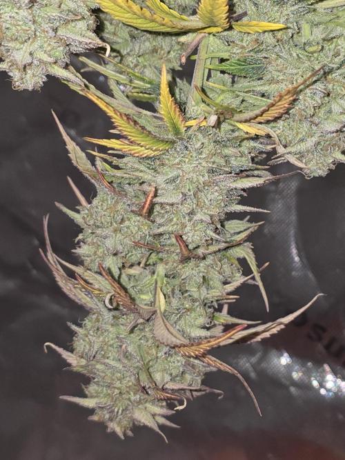 Slamberry - Speedrun Seeds. Week 12 - While drying