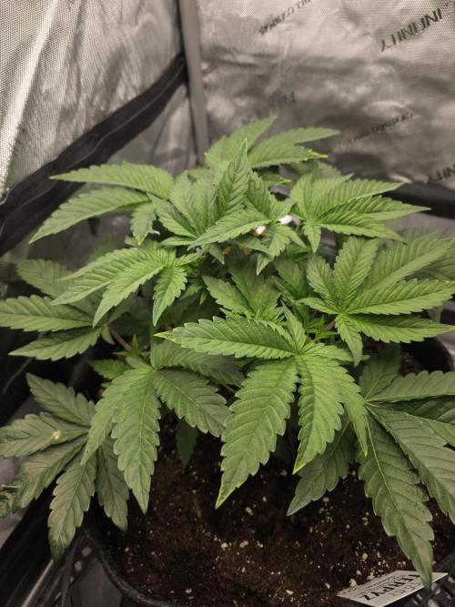 Trop Cherry Gas  - Relentlless. Week 6 - Day 36