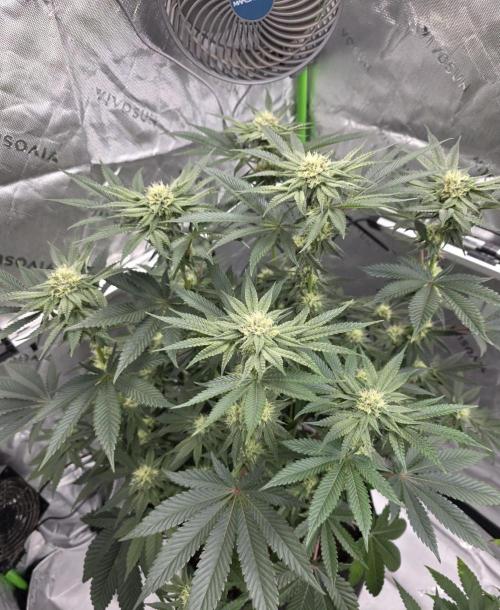 Wizard Trees - Studio Cherry. Week 10 - Day 69