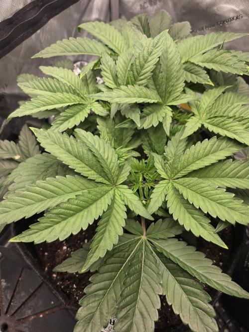 Trop Cherry Gas  - Relentlless. Week 6 - Day 37