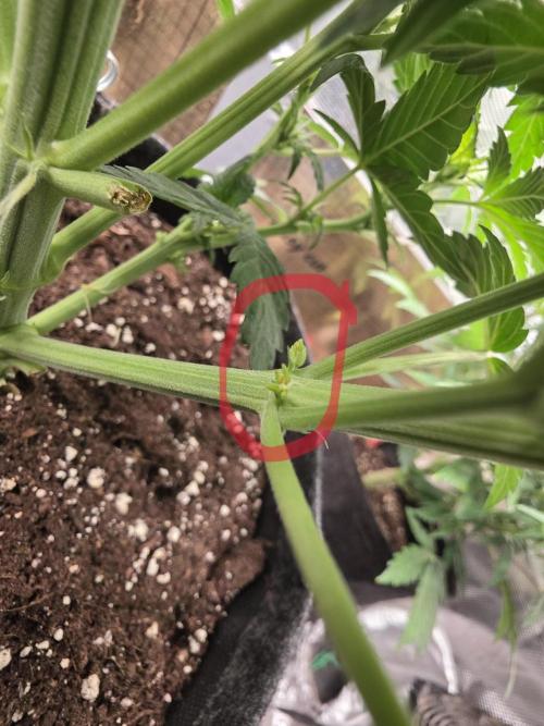 Strawberry Kiss - Mephisto Genetics. Week 6 - already opened