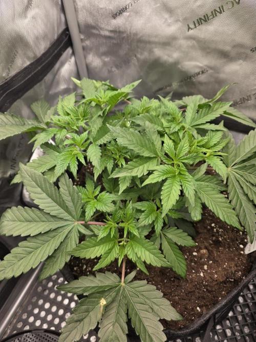 Trop Cherry Gas  - Relentlless. Week 6 - Day 38