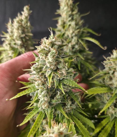 Pandora Auto - Paradise Seeds. Week 16 - Day 108