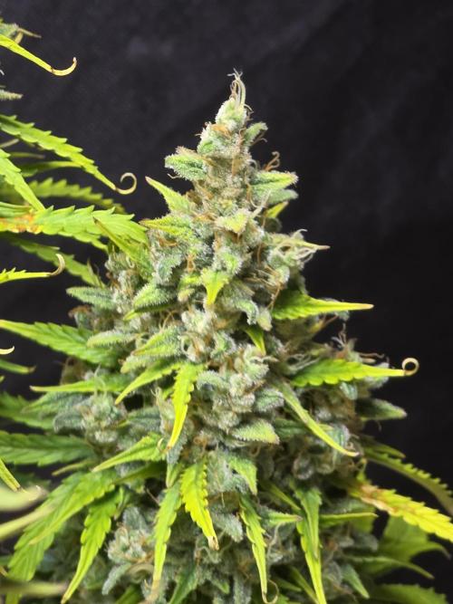 Pandora Auto - Paradise Seeds. Week 16 - Day 108