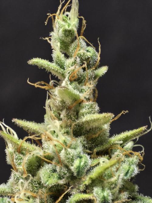 Pandora Auto - Paradise Seeds. Week 16 - Day 108