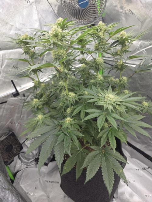 Studio Cherry - Wizard Trees. Week 11 - Day 72