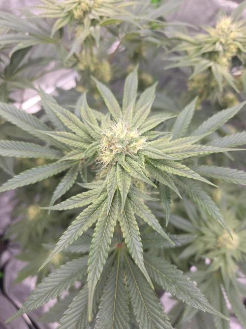 Studio Cherry - Wizard Trees. Week 11 - Day 72