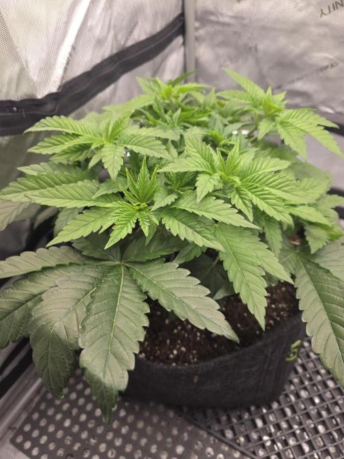 Trop Cherry Gas  - Relentlless. Week 6 - Day 40