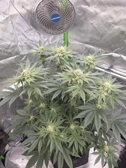 Studio Cherry - Wizard Trees. Week 11 - Day 73