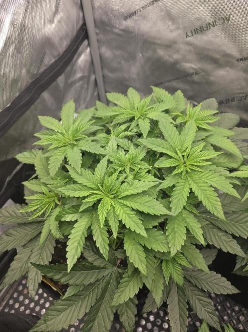 Trop Cherry Gas  - Relentlless. Week 6 - Day 41