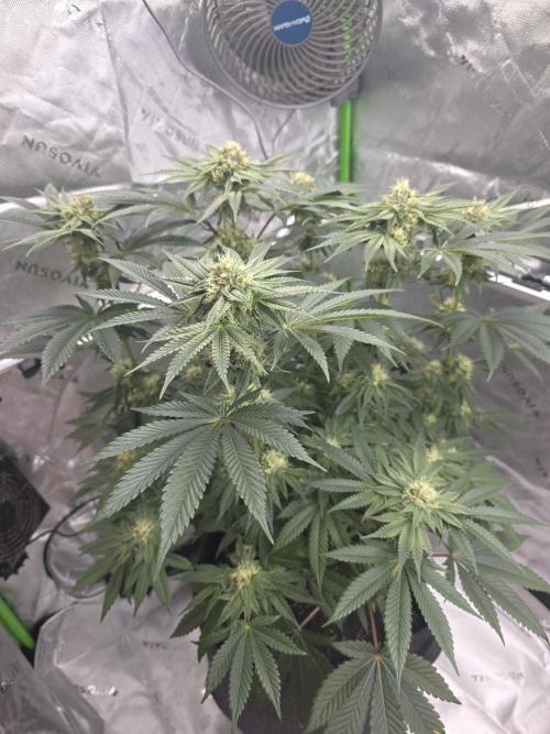 Studio Cherry - Wizard Trees. Week 11 - Day 74
