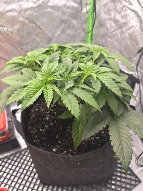 Trop Cherry Gas  - Relentlless. Week 6 - Day 42