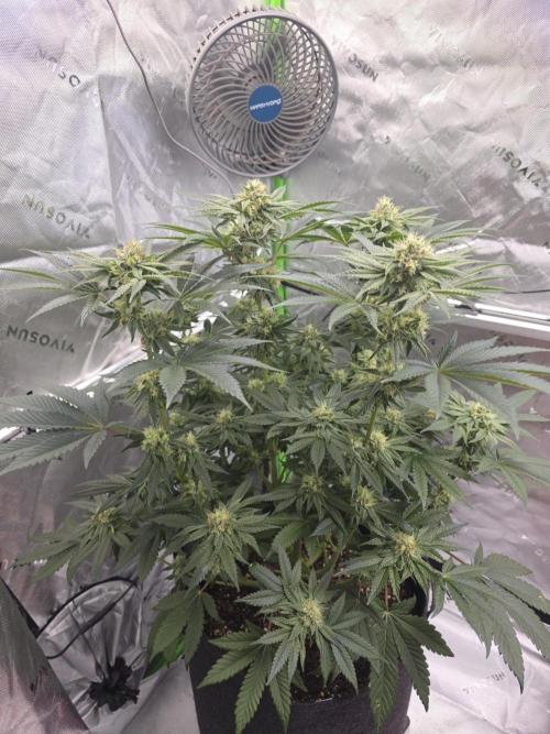 Studio Cherry - Wizard Trees. Week 11 - Day 75