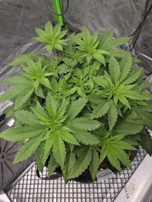 Trop Cherry Gas  - Relentlless. Week 7 - Day 43