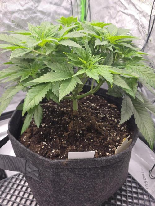 Trop Cherry Gas  - Relentlless. Week 7 - Day 43