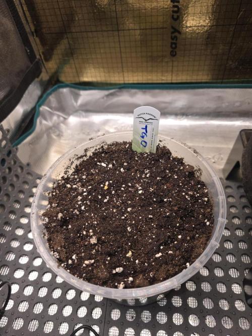 The Special (Gassy) One - F027- Contest. Week 0 - 4l Light Mix