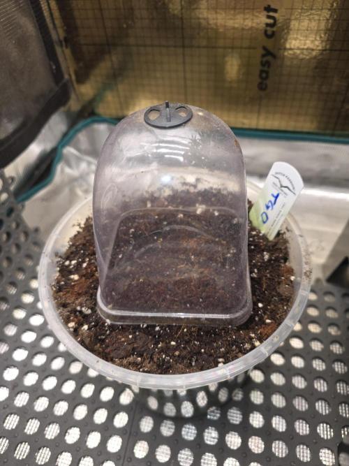 The Special (Gassy) One - F027- Contest. Week 0 - Seed is set