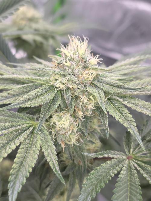 Studio Cherry - Wizard Trees. Week 11 - Day 76