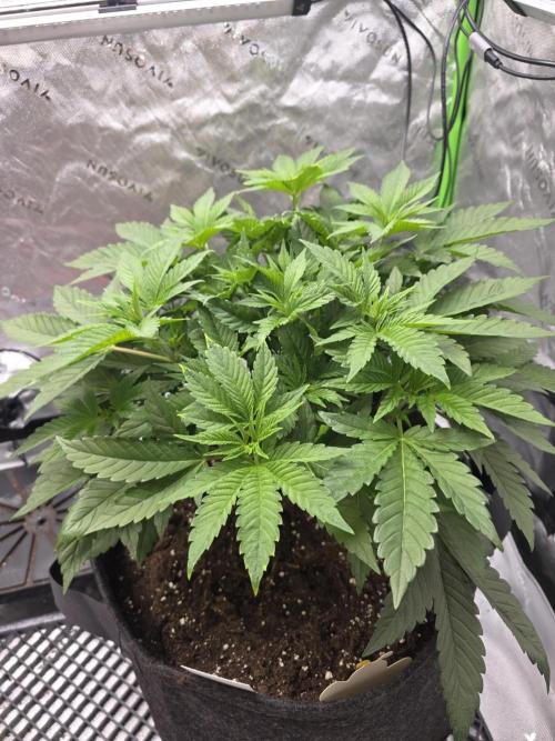 Trop Cherry Gas  - Relentlless. Week 7 - Day 44