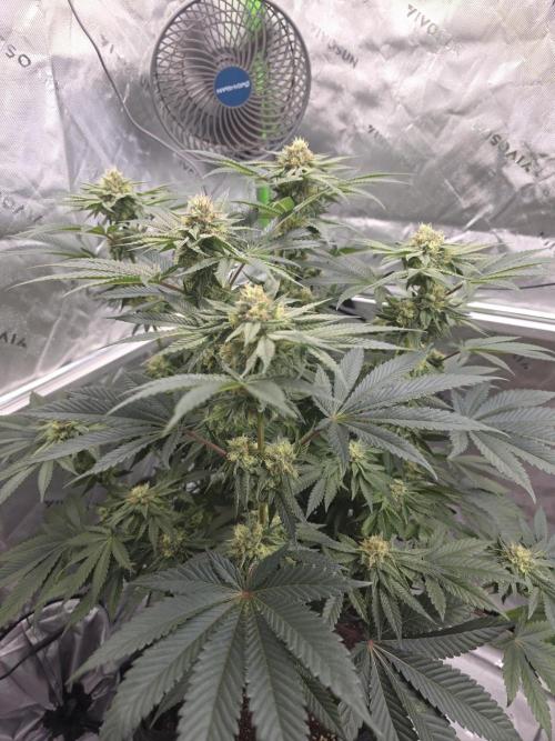 Studio Cherry - Wizard Trees. Week 11 - Day 77
