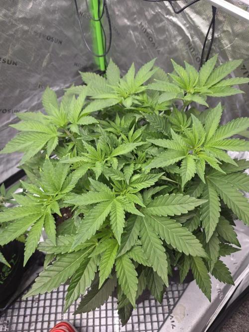 Trop Cherry Gas  - Relentlless. Week 7 - Day 45