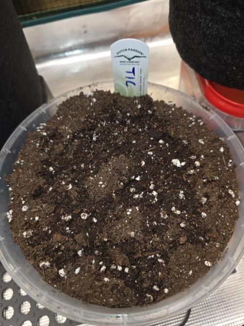 SSSC - Tropical Ice Cream - No Contest. Week 0