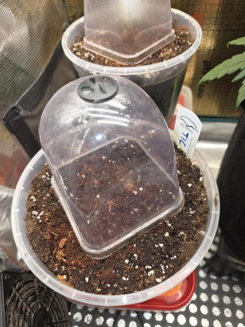 SSSC - Tropical Ice Cream - No Contest. Week 0