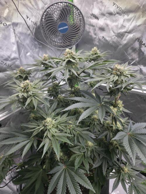 Studio Cherry - Wizard Trees. Week 12 - Day 78