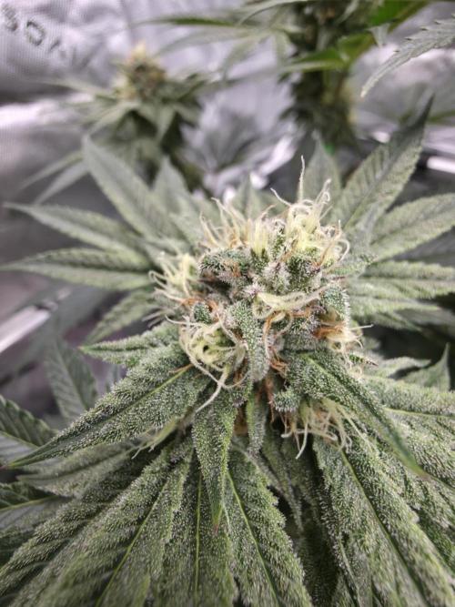 Studio Cherry - Wizard Trees. Week 12 - Day 78 (43 on 12/12)