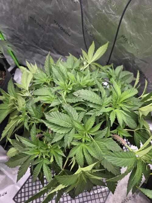 Trop Cherry Gas  - Relentlless. Week 7 - Day 46