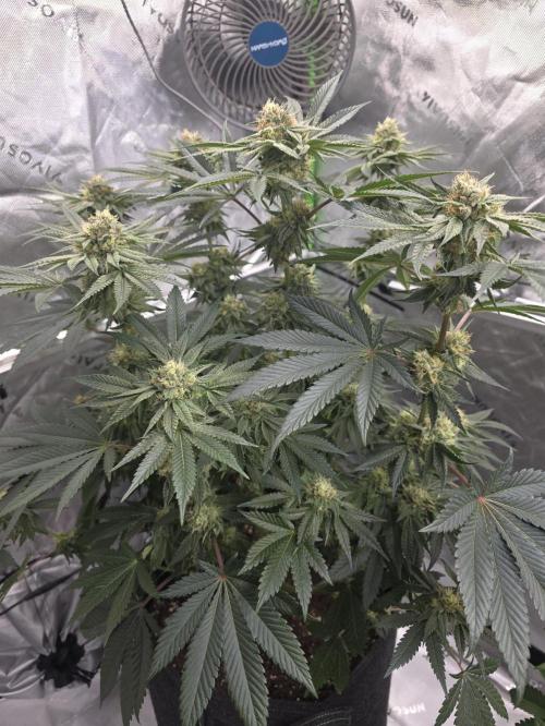 Studio Cherry. Week 12