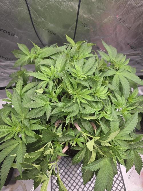 Trop Cherry Gas  - Relentlless. Week 7 - Day 47