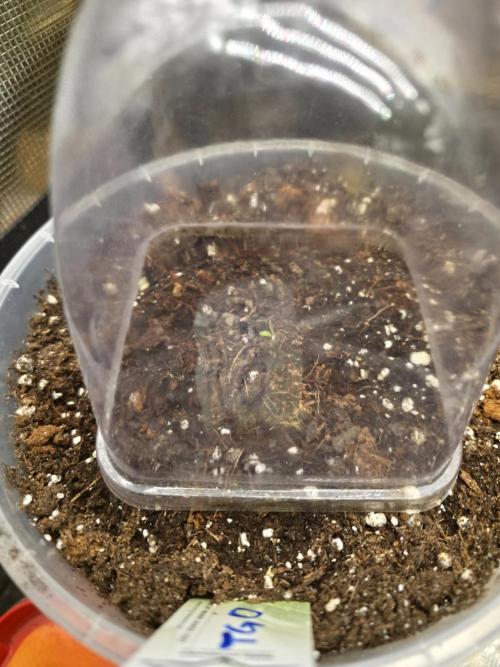The Special (Gassy) One - F027- Contest. Week 1 - Day 1