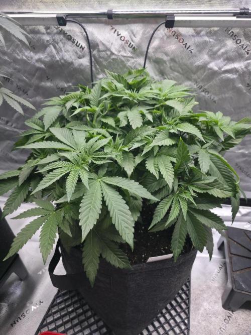Trop Cherry Gas  - Relentlless. Week 7 - Day 48