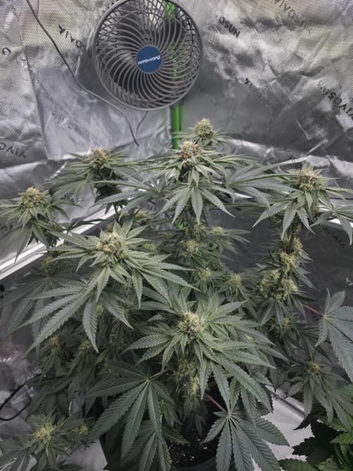 Studio Cherry. Week 12