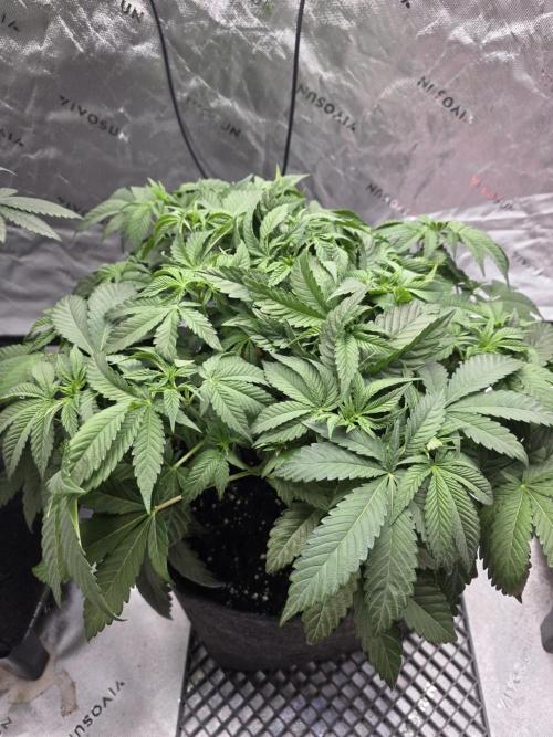 Trop Cherry Gas  - Relentlless. Week 7 - Day 49