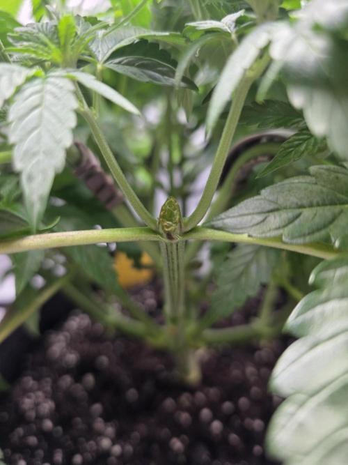 Trop Cherry Gas  - Relentlless. Week 7 - Broken branche