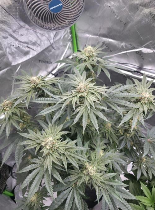 Studio Cherry. Week 12