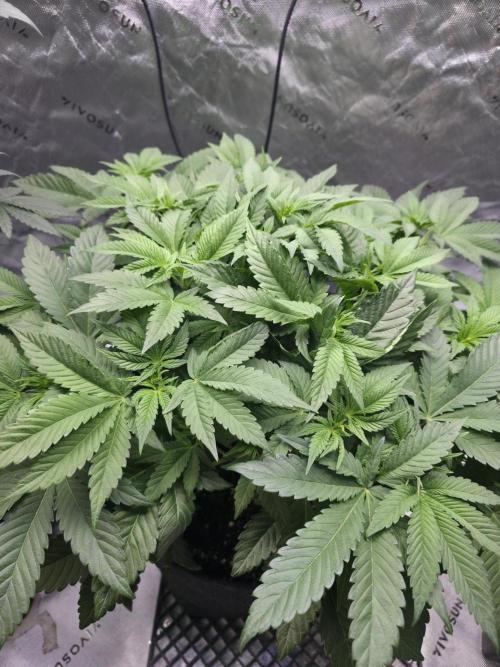 Trop Cherry Gas  - Relentlless. Week 8 - Day 50