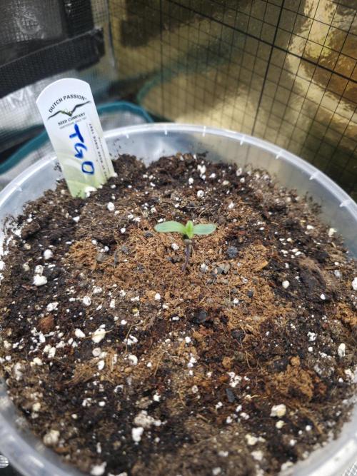 The Special (Gassy) One - F027- Contest. Week 1 - Day 4