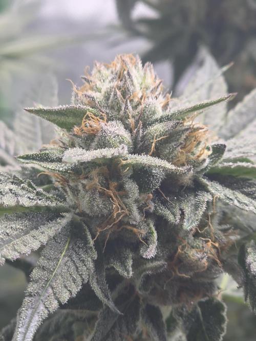 Studio Cherry - Wizard Trees. Week 12 - Day 83