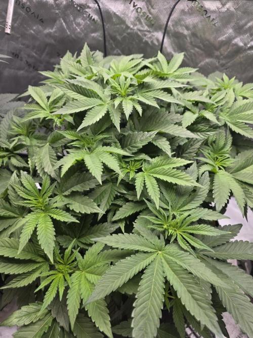 Trop Cherry Gas  - Relentlless. Week 8 - Day 51