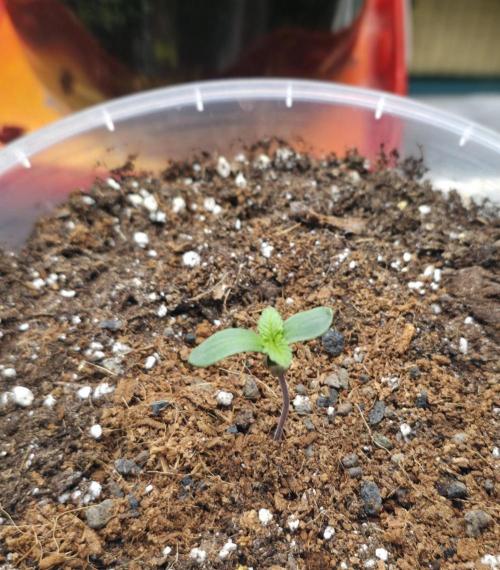 The Special (Gassy) One - F027- Contest. Week 1 - Day 5