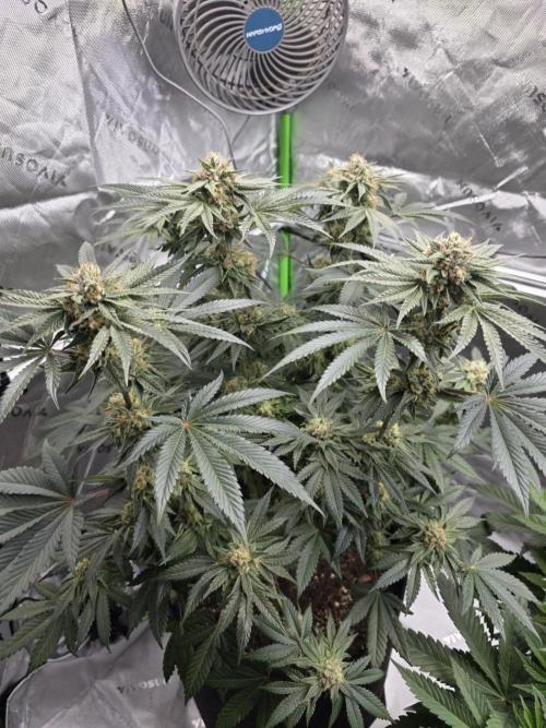 Studio Cherry. Week 12