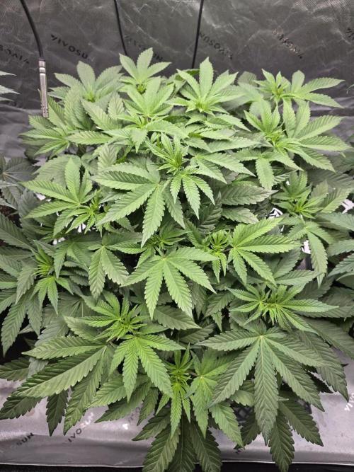 Trop Cherry Gas  - Relentlless. Week 8 - Day 52