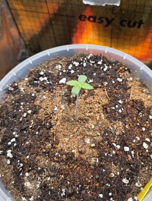 SSSC - Tropical Ice Cream - No Contest. Week 1 - Day 4