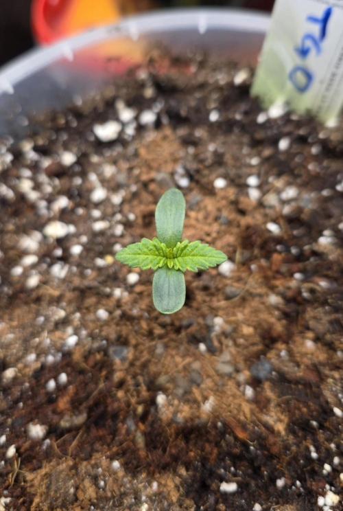 The Special (Gassy) One - F027- Contest. Week 1 - Day 6