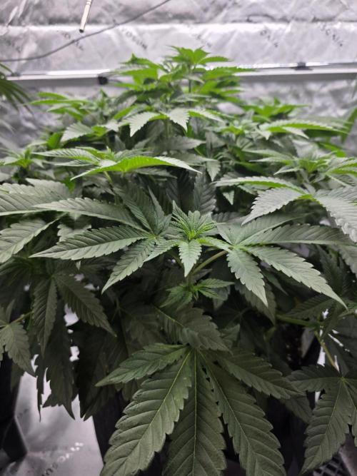 Trop Cherry Gas  - Relentlless. Week 8 - Day 52